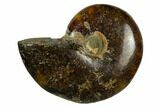 1 1/4 - 1 3/4" Polished Ammonite Fossils - Madagascar - Photo 3